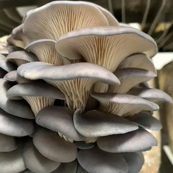 OYSTER MUSHROOM