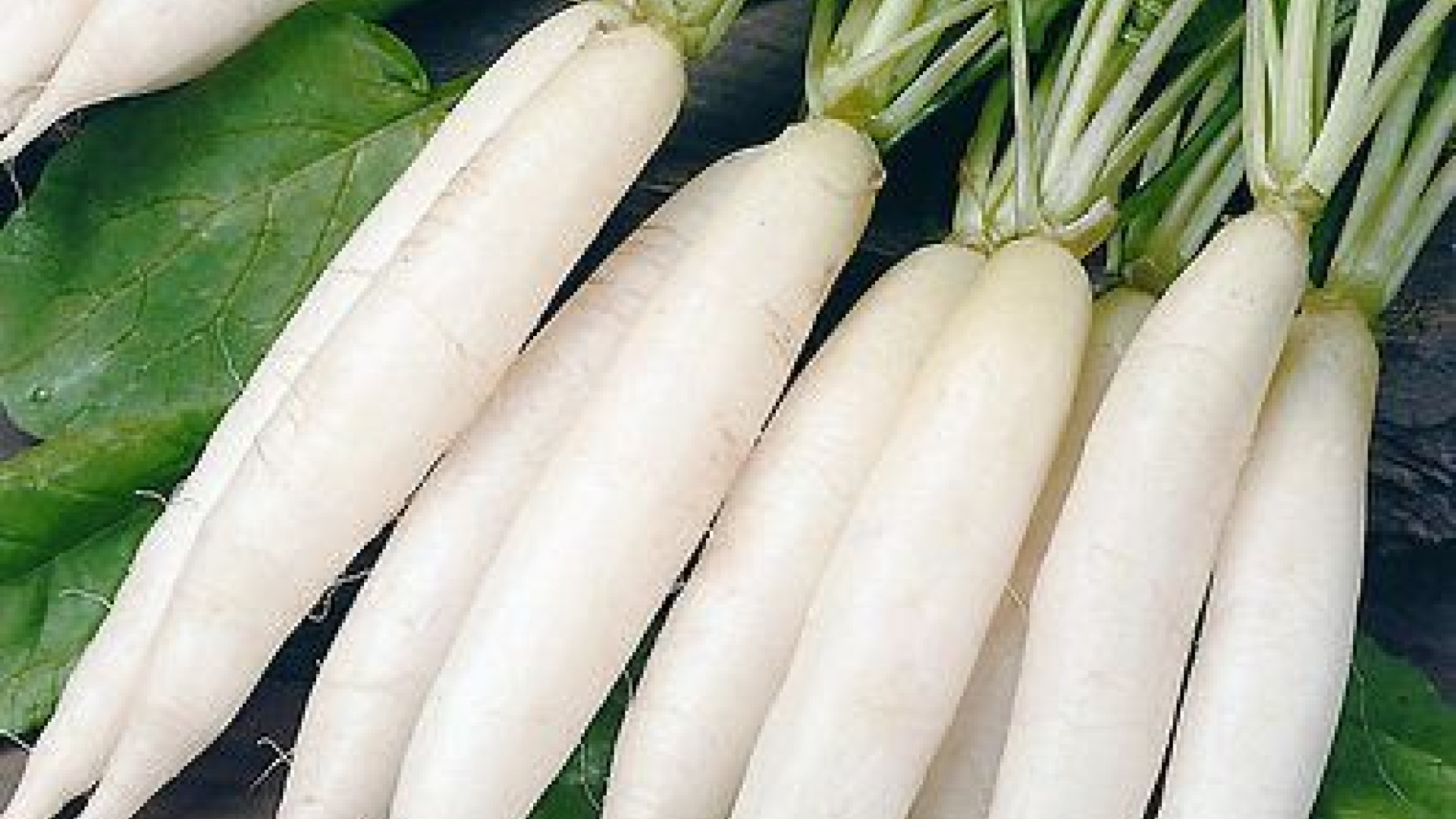 White Radish/Radis blanc