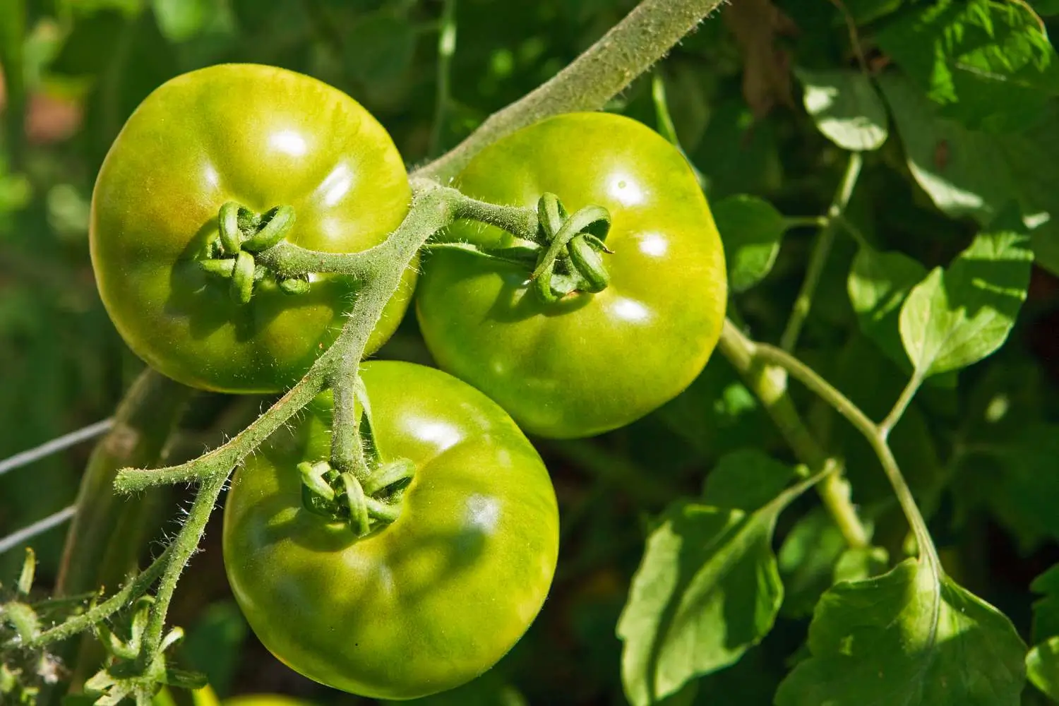 Tomato green