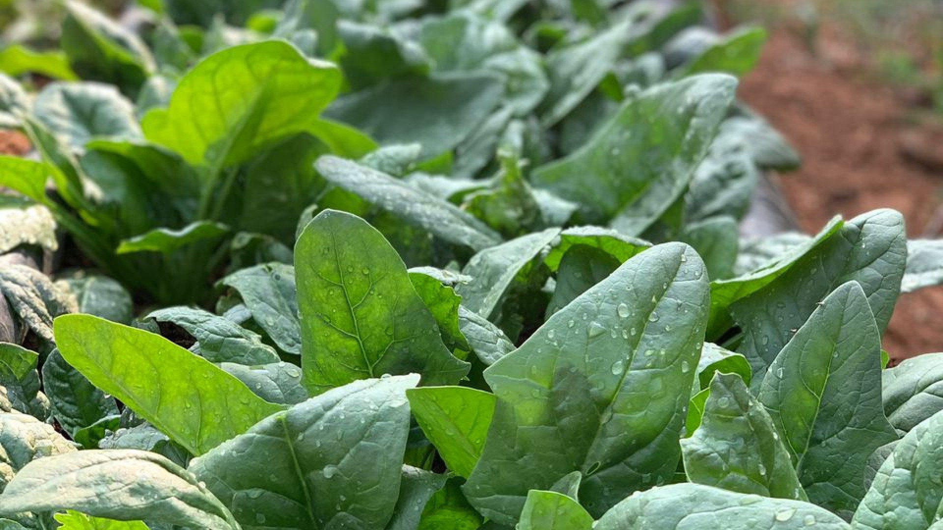 Baby  Spinach