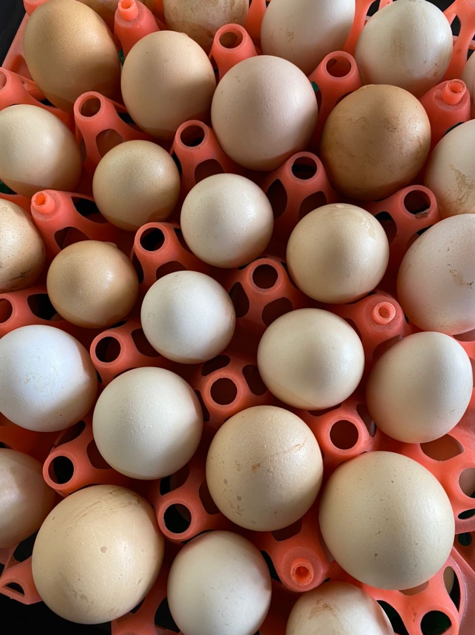 EGGS ORGANIC