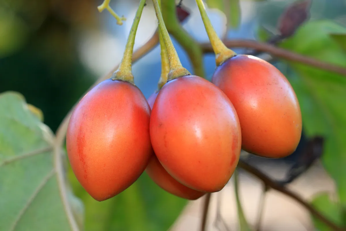 Tree tomato