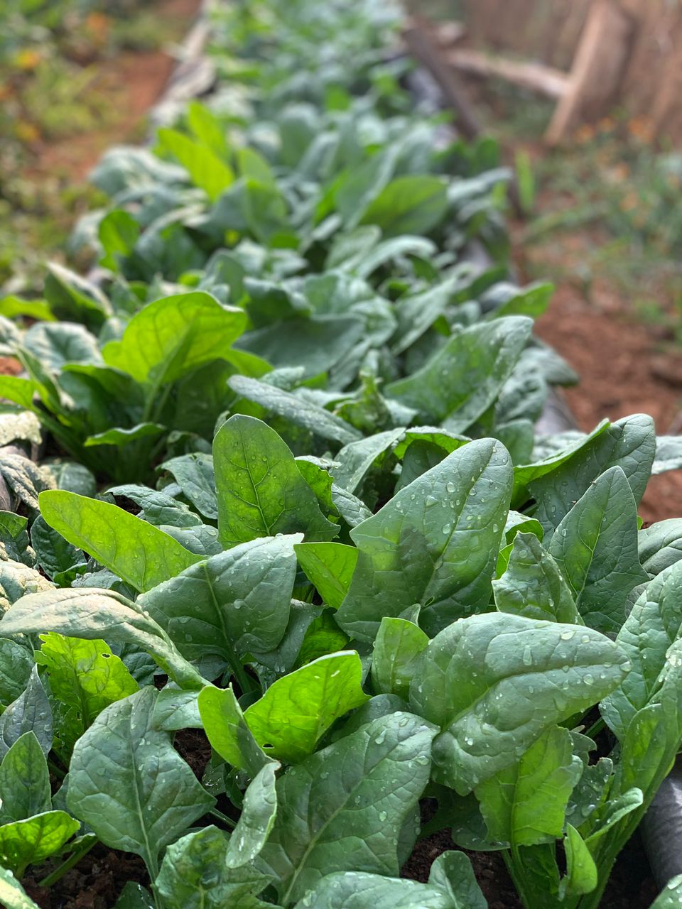 Baby  Spinach