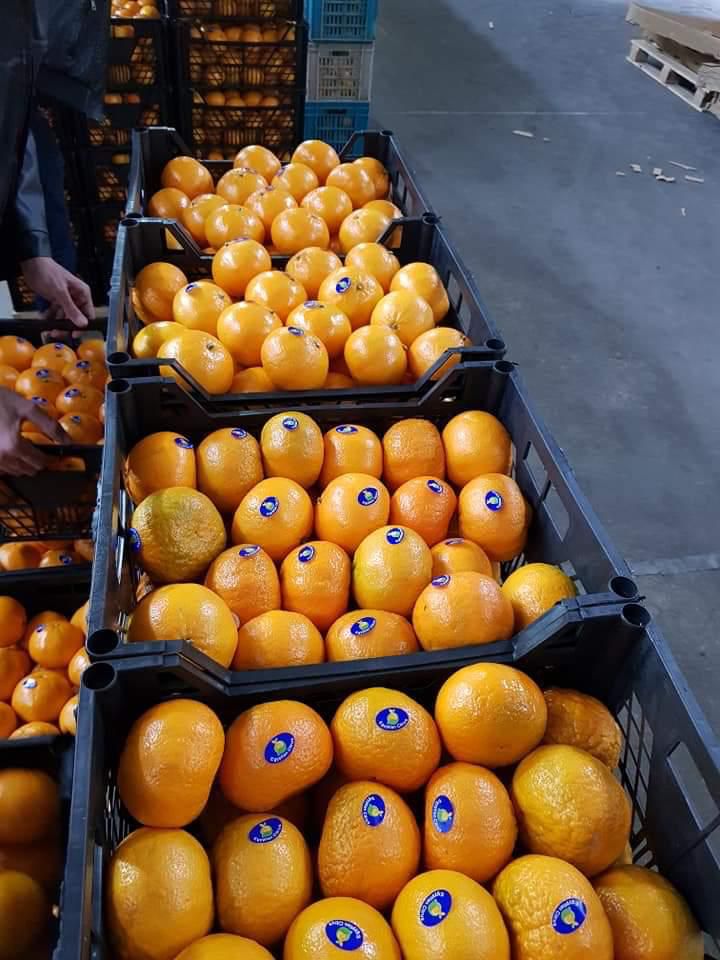 Tangerine/imported mandarin