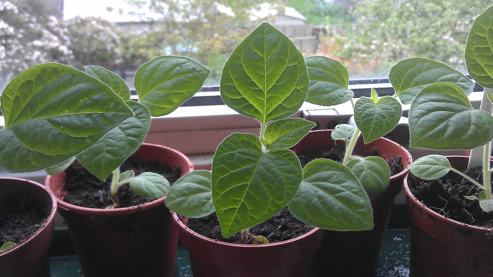 Cape gooseberries plant/physalis