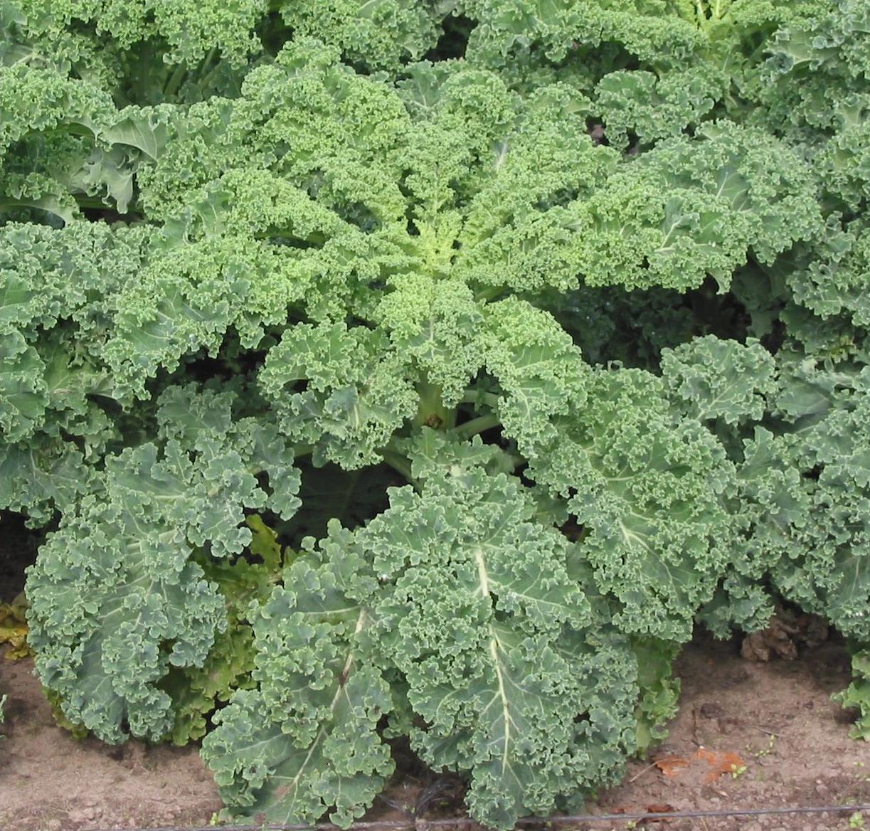 Kale Curly