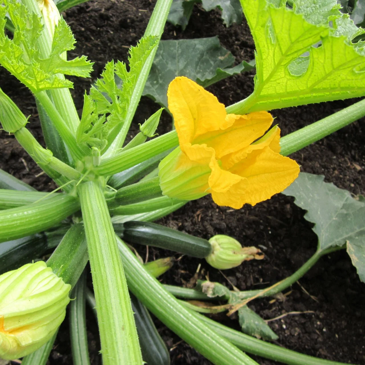 Zucchini Flowers