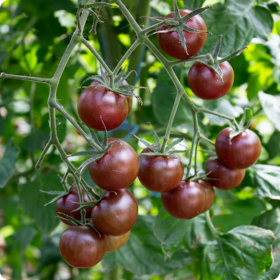 Cherry tomato image