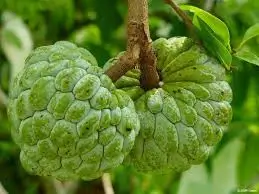 Custard apple