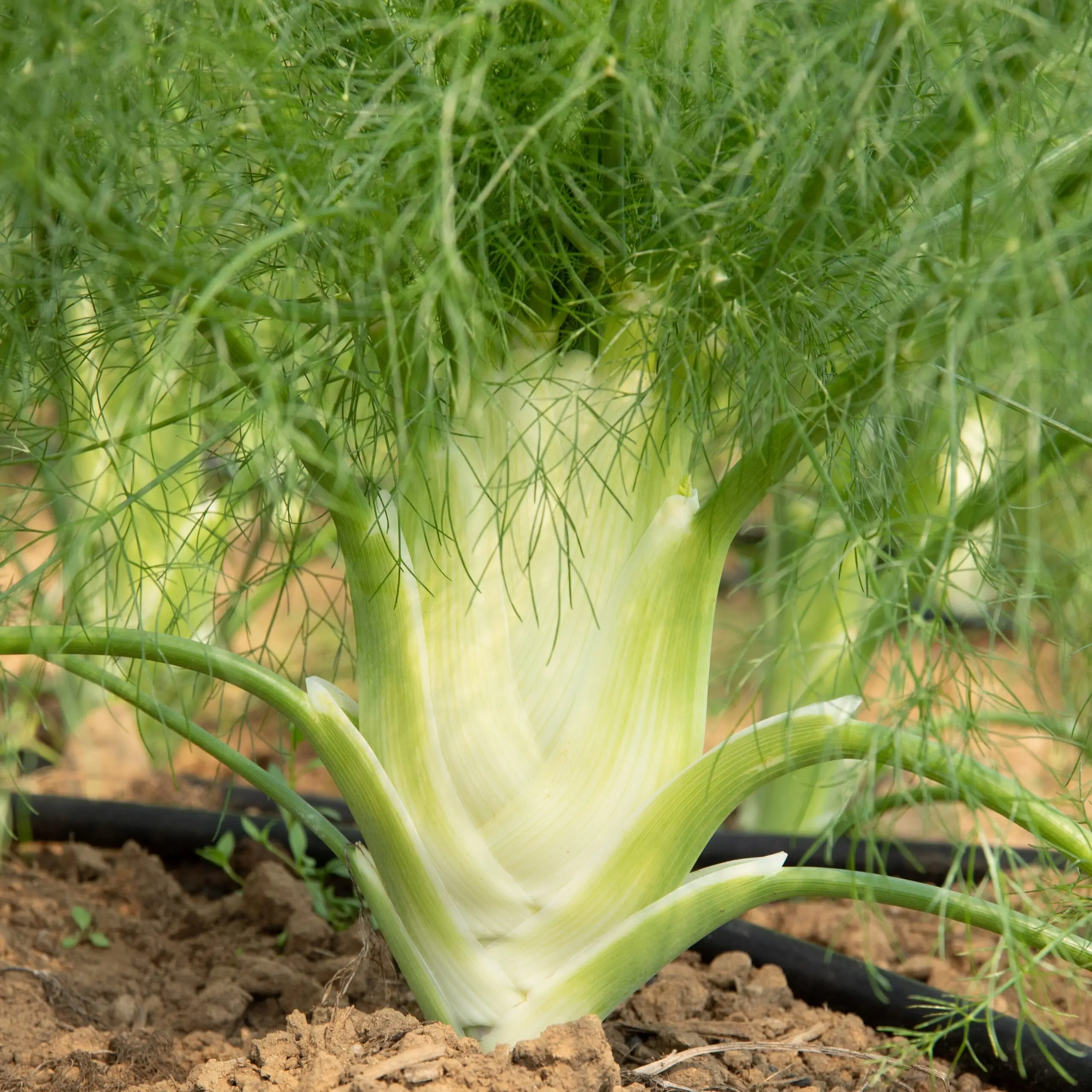 Fennel