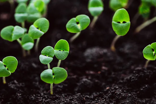 Basil Seedling