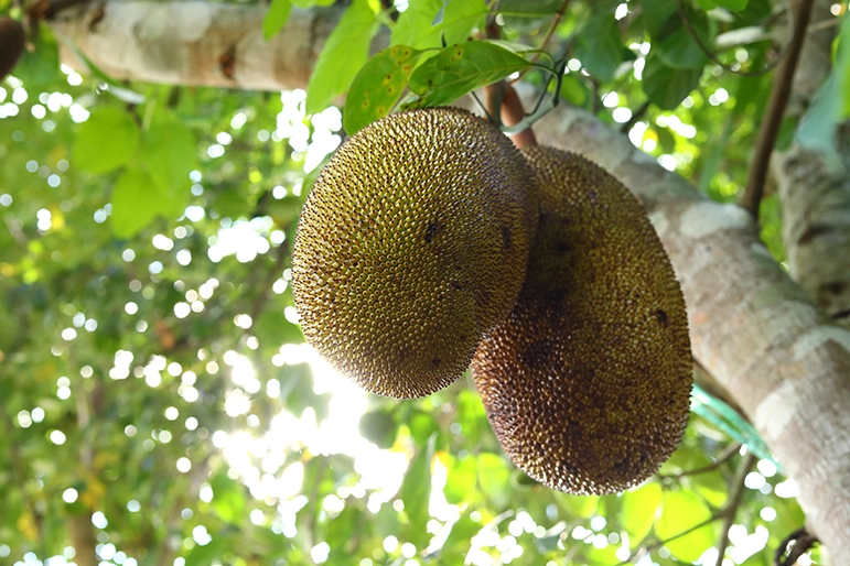 Jack Fruits