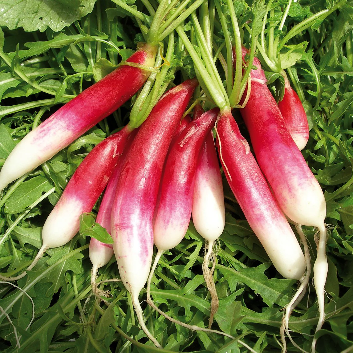 French Breakfast Radish