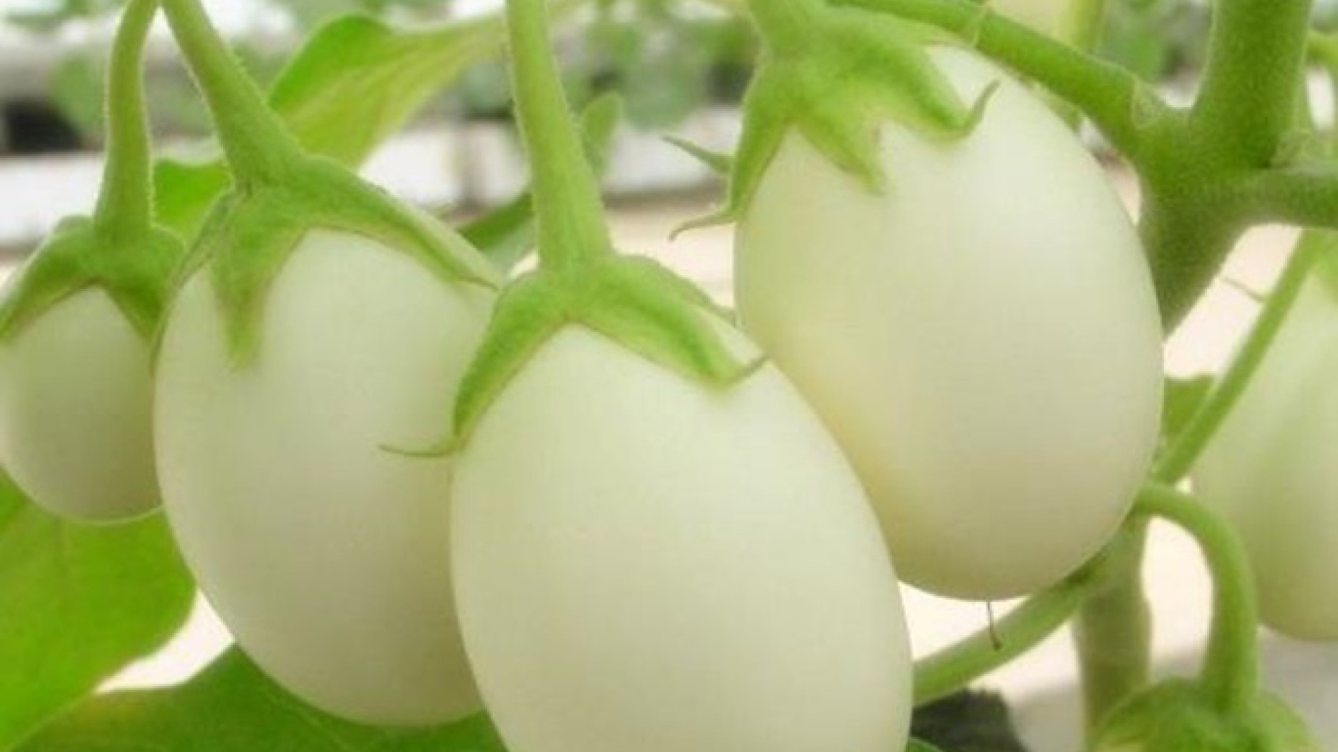Intoryi/Baby white eggplant