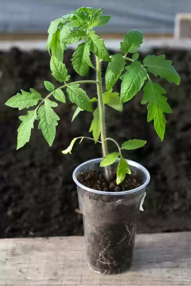 TOMATO PLANT