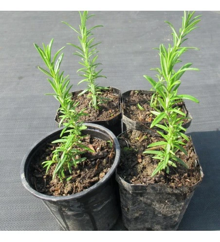 ROSEMARY (PLANT)