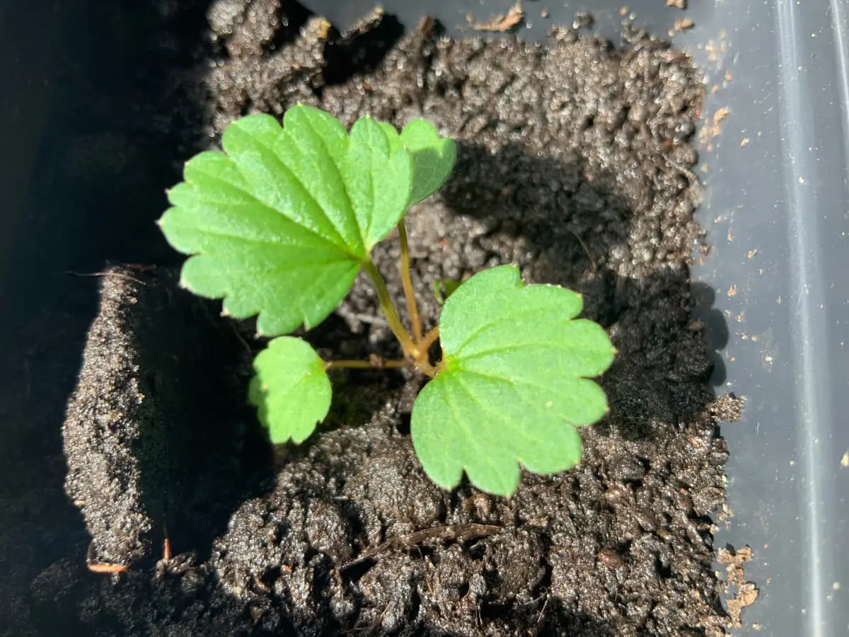 Strawberries plant