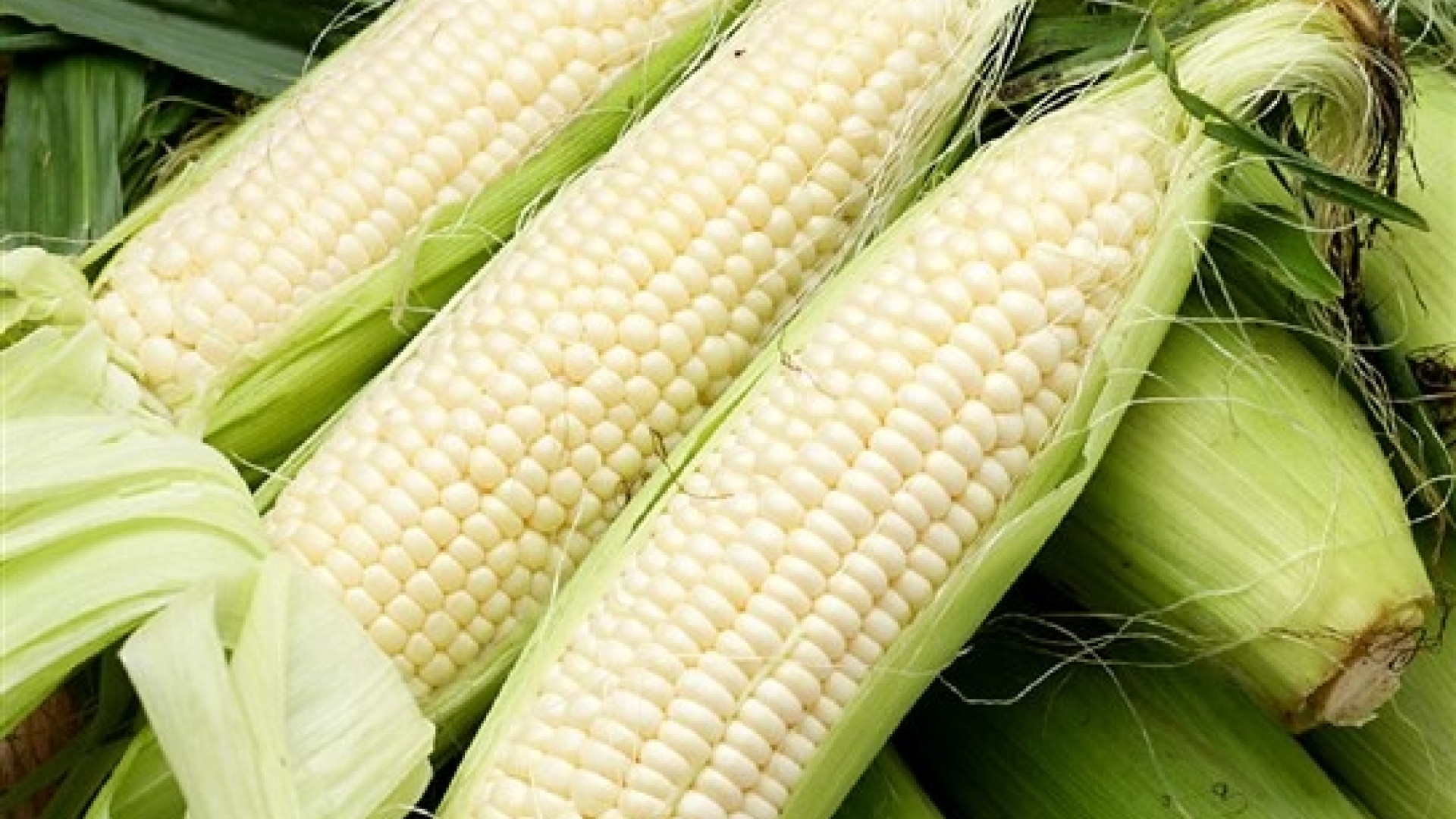 Maize/Maïs frais