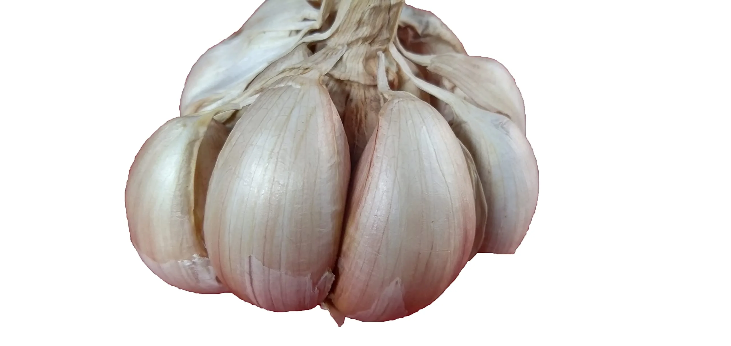 CLOVES GARLIC